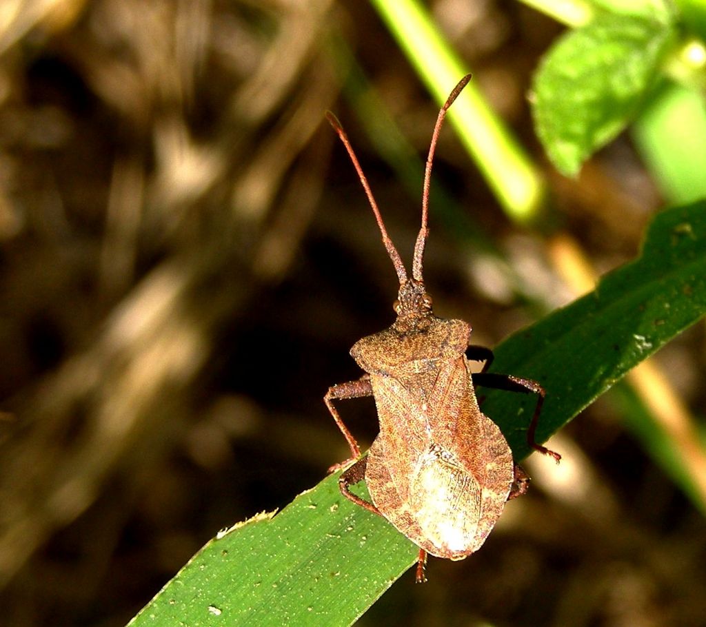 Coreidae: Coreus marginatus